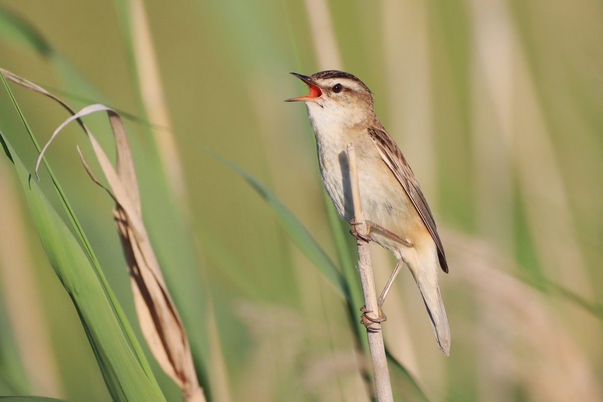 Sedge Warbler - ML646347301