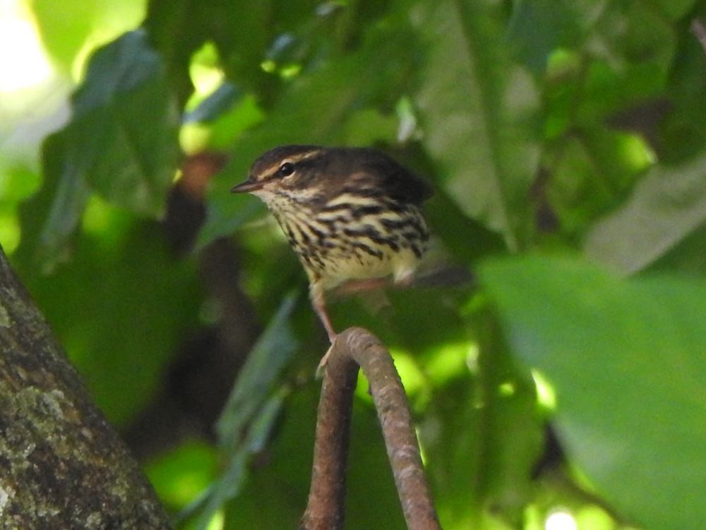 Drosselwaldsänger - ML646347304