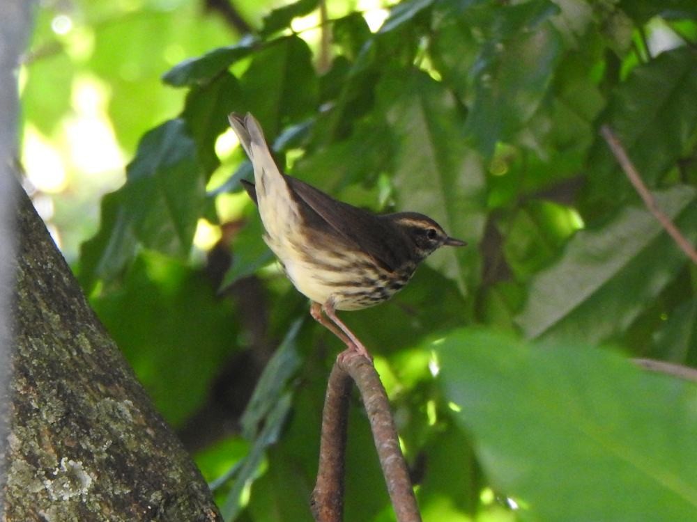 Drosselwaldsänger - ML646347305