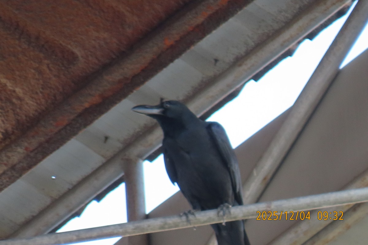 Large-billed Crow - ML646347306