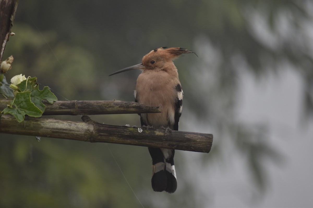 Common Hoopoe - ML646347307