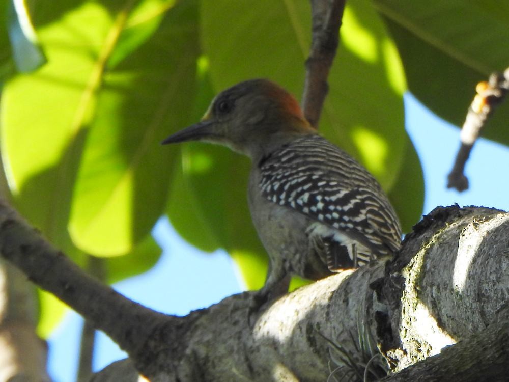 Red-crowned Woodpecker - ML646347311