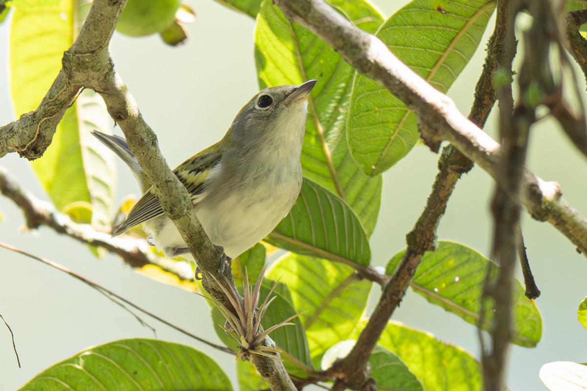 Chestnut-sided Warbler - ML646347312