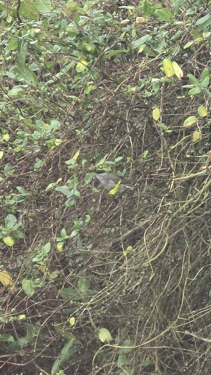 Eurasian Blackcap - ML646347314