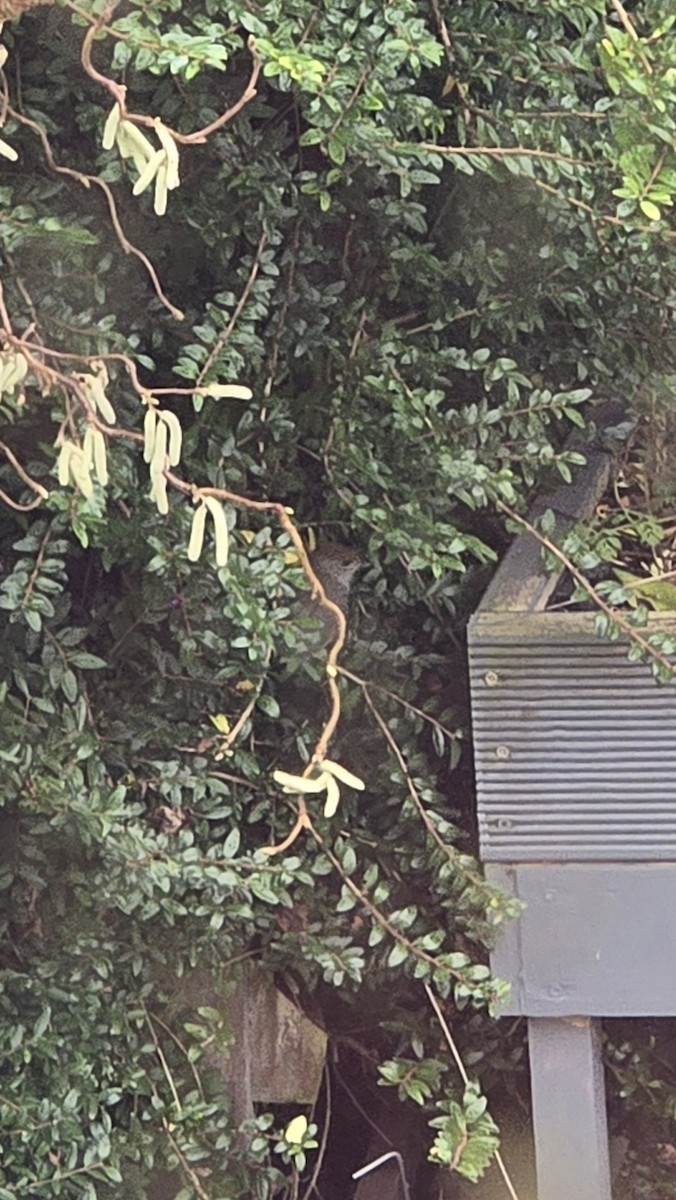 Eurasian Blackcap - ML646347315