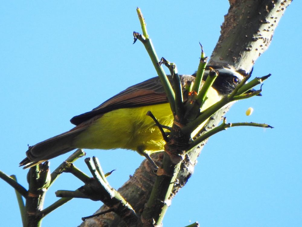 Rusty-margined Flycatcher - ML646347316
