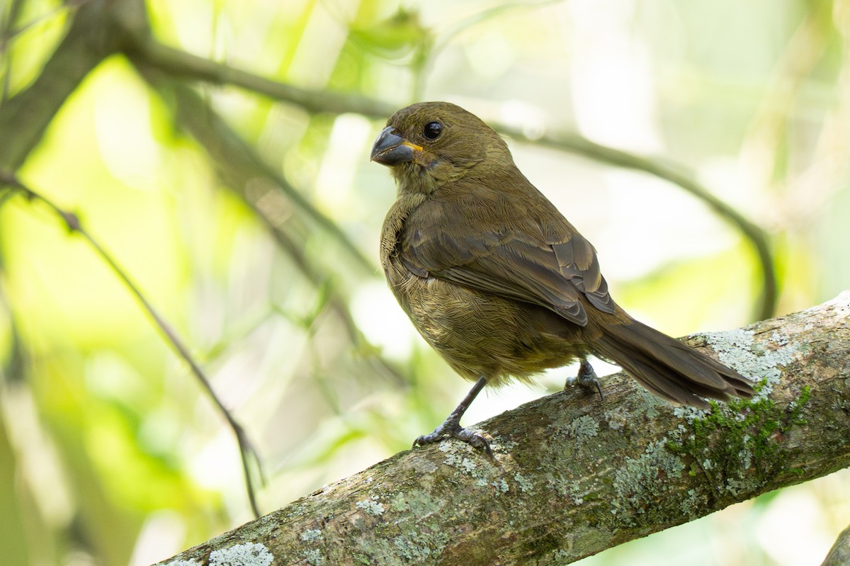 Variable Seedeater - ML646347317