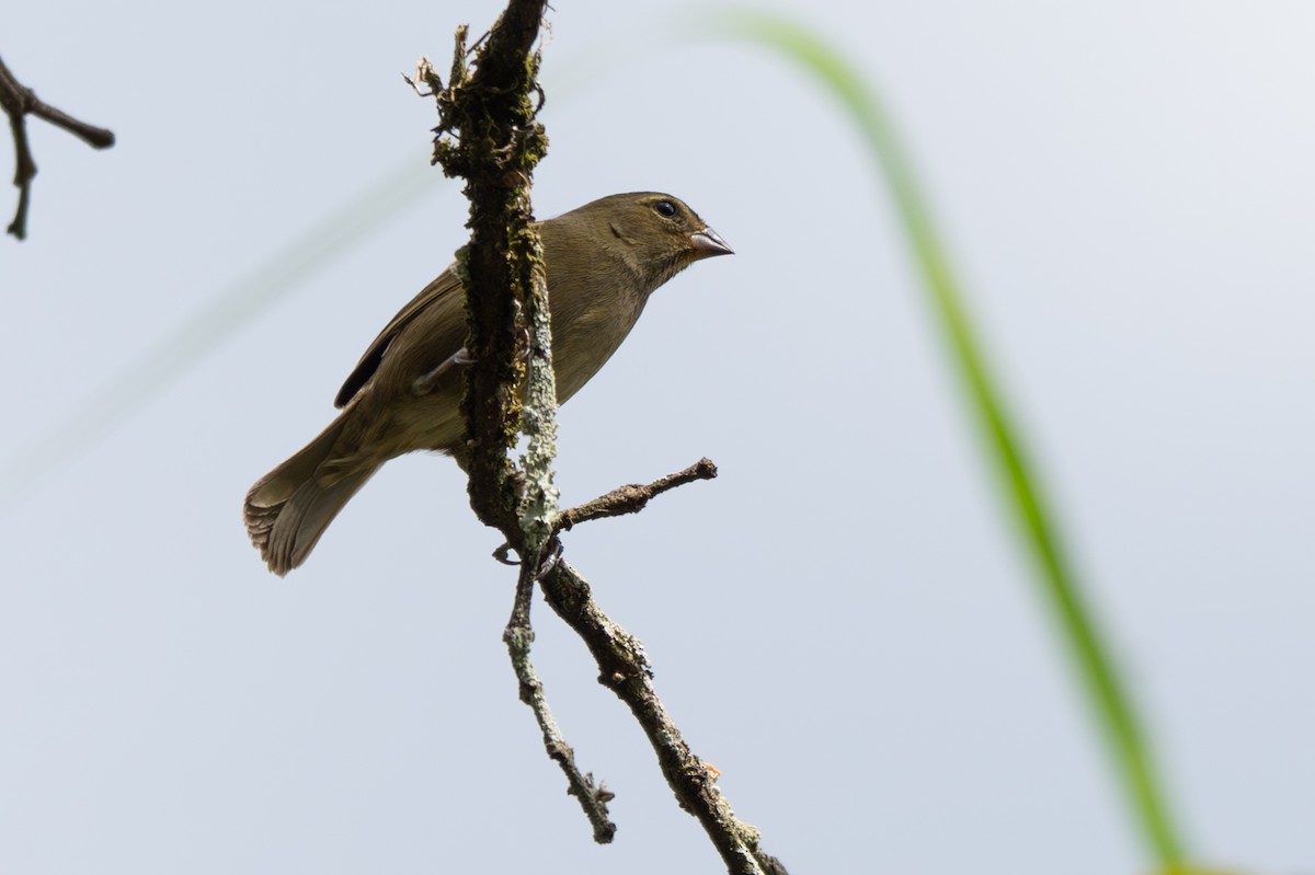 Yellow-faced Grassquit - ML646347320