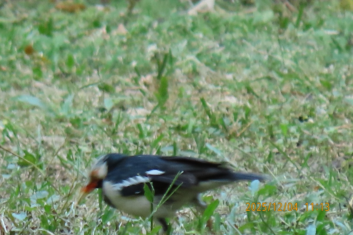 Siamese Pied Starling - ML646347321