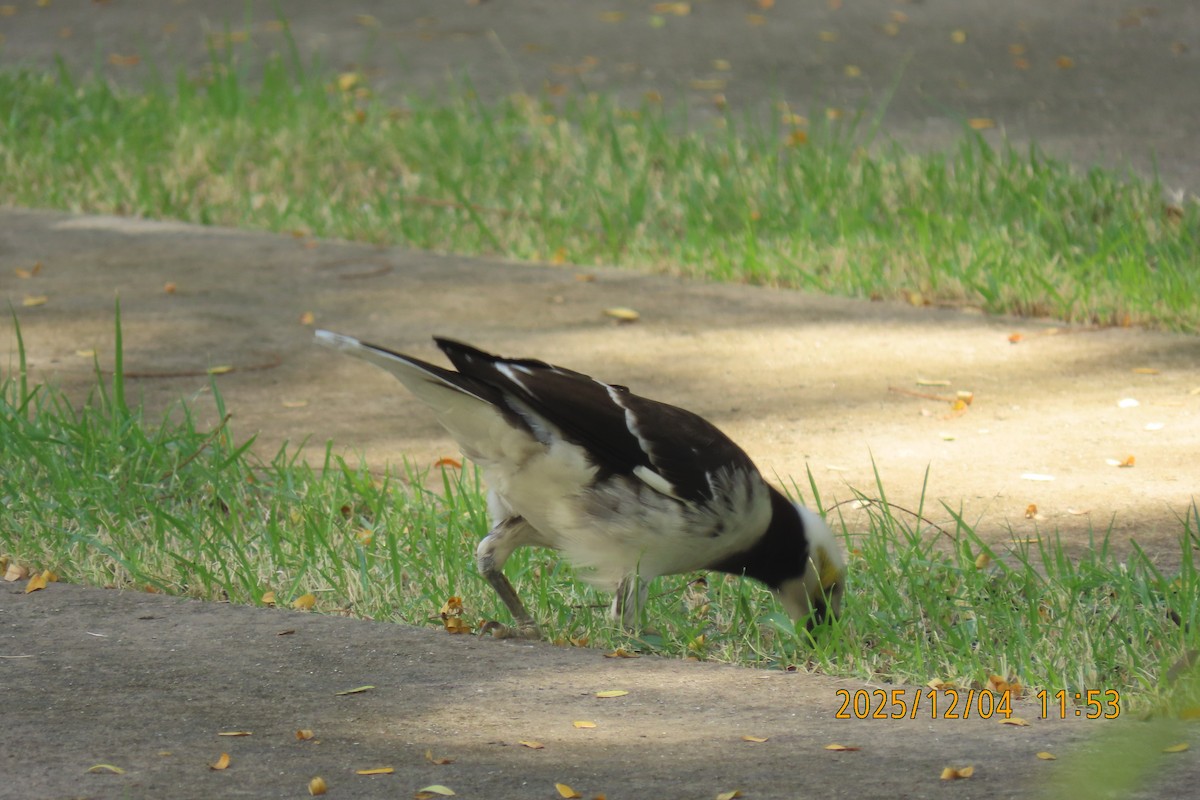 Black-collared Starling - ML646347322
