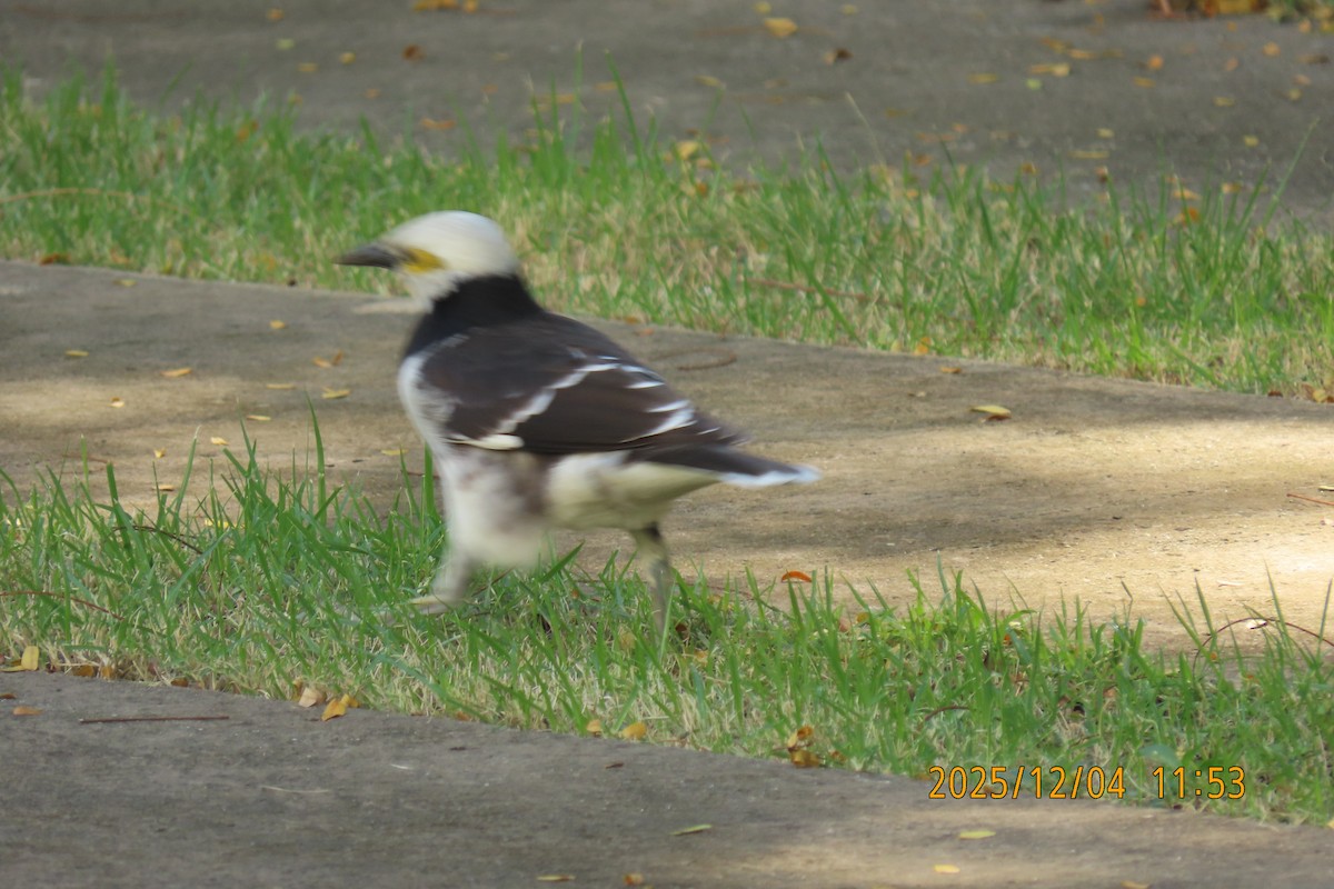 Black-collared Starling - ML646347323