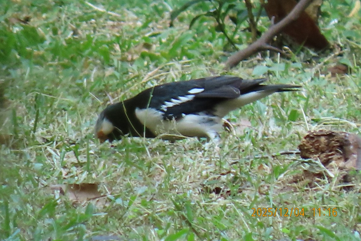 Siamese Pied Starling - ML646347324