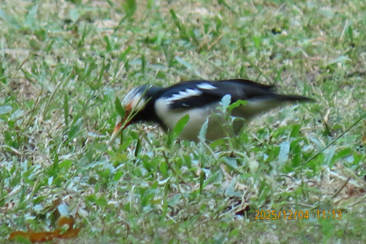 Siamese Pied Starling - ML646347325