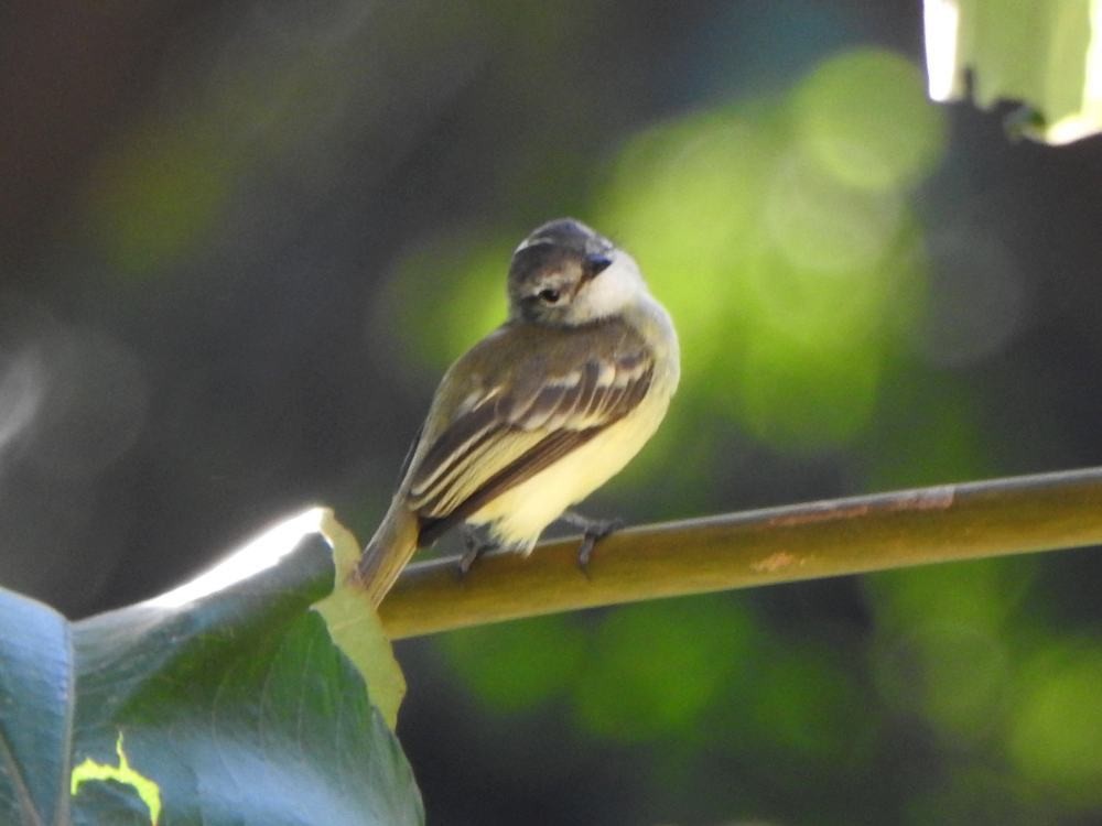 Forest Elaenia - ML646347328