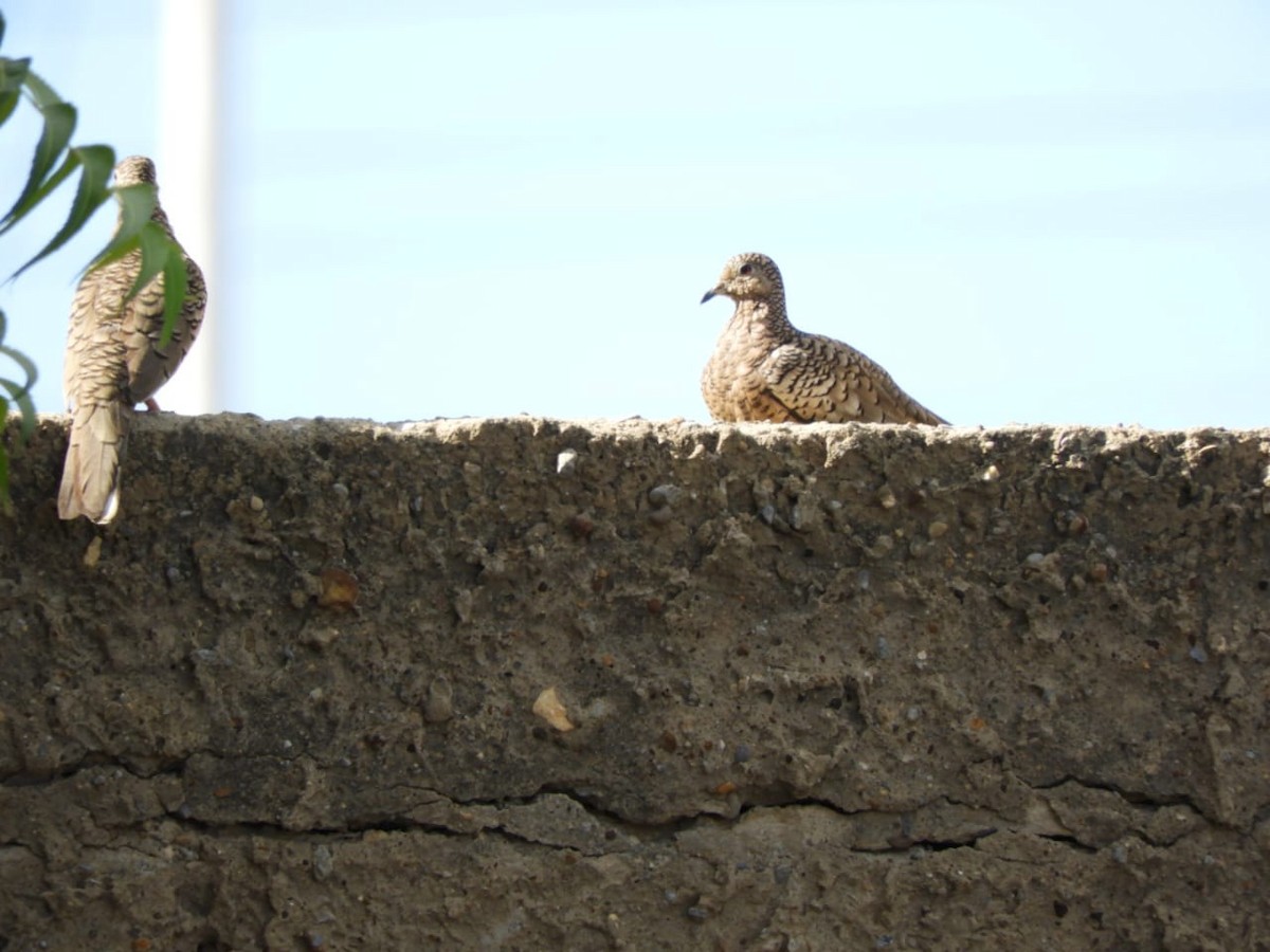 Scaled Dove - ML646347329