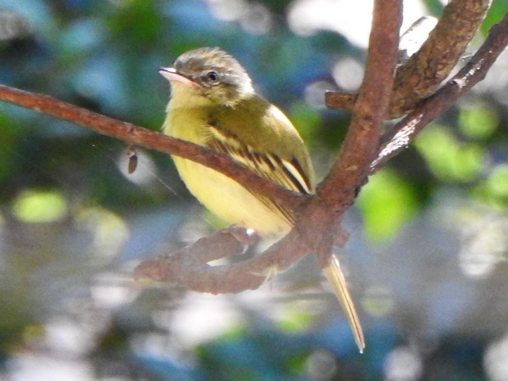 Yellow-olive Flatbill - ML646347330