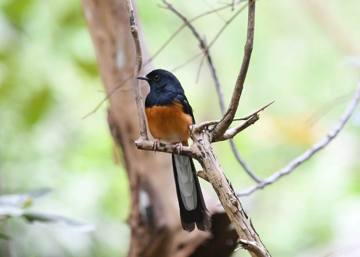 White-rumped Shama - ML646347332