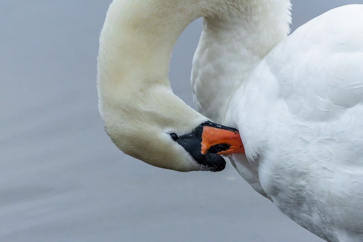 Mute Swan - ML646347334