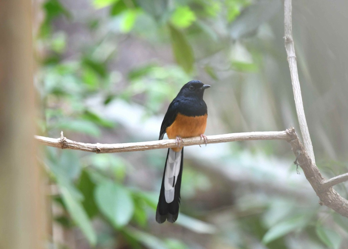 White-rumped Shama - ML646347335