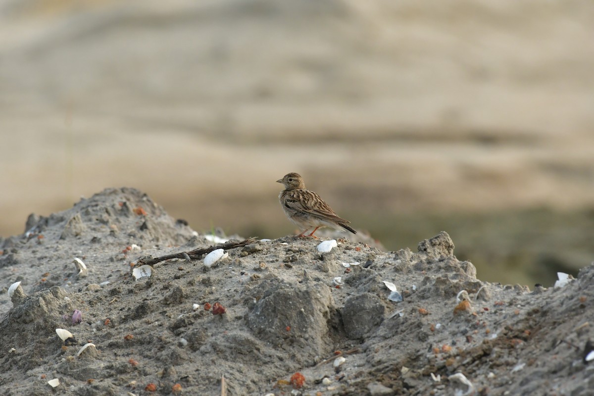 Mongolian Short-toed Lark - ML646347336