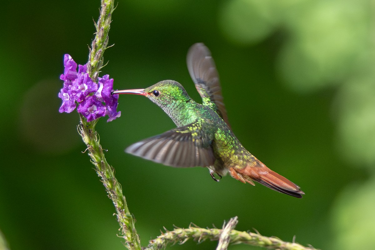Rufous-tailed Hummingbird - ML646347337