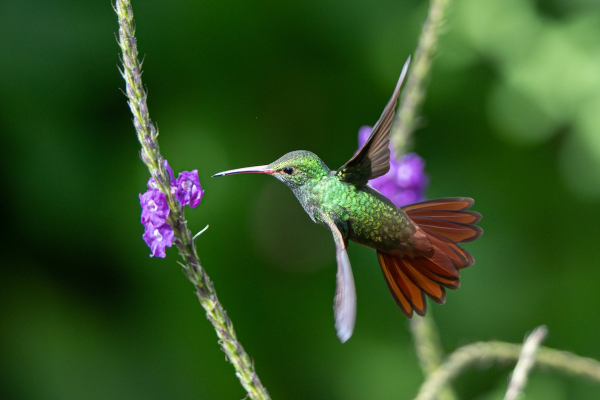 Rufous-tailed Hummingbird - ML646347338
