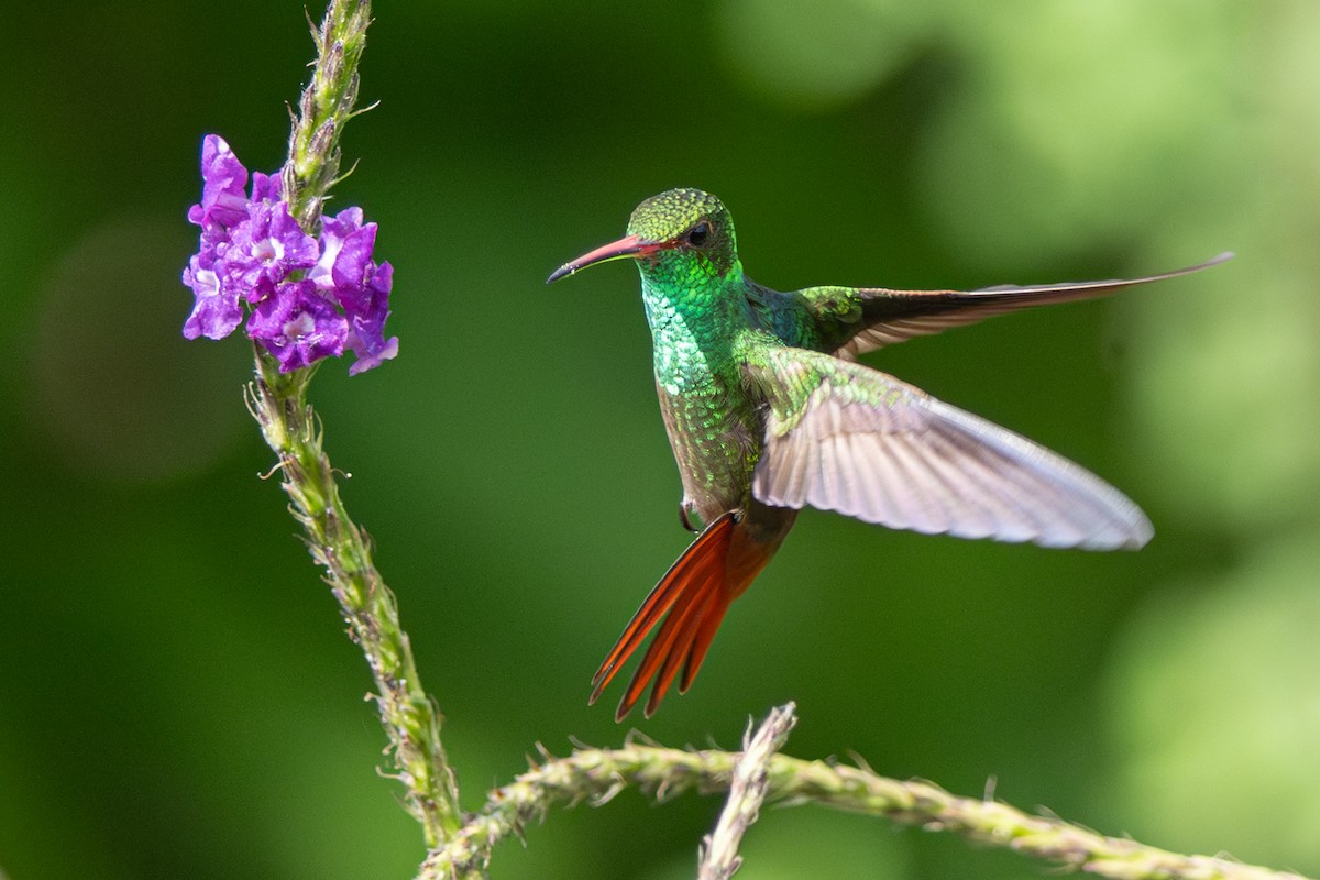 Rufous-tailed Hummingbird - ML646347339