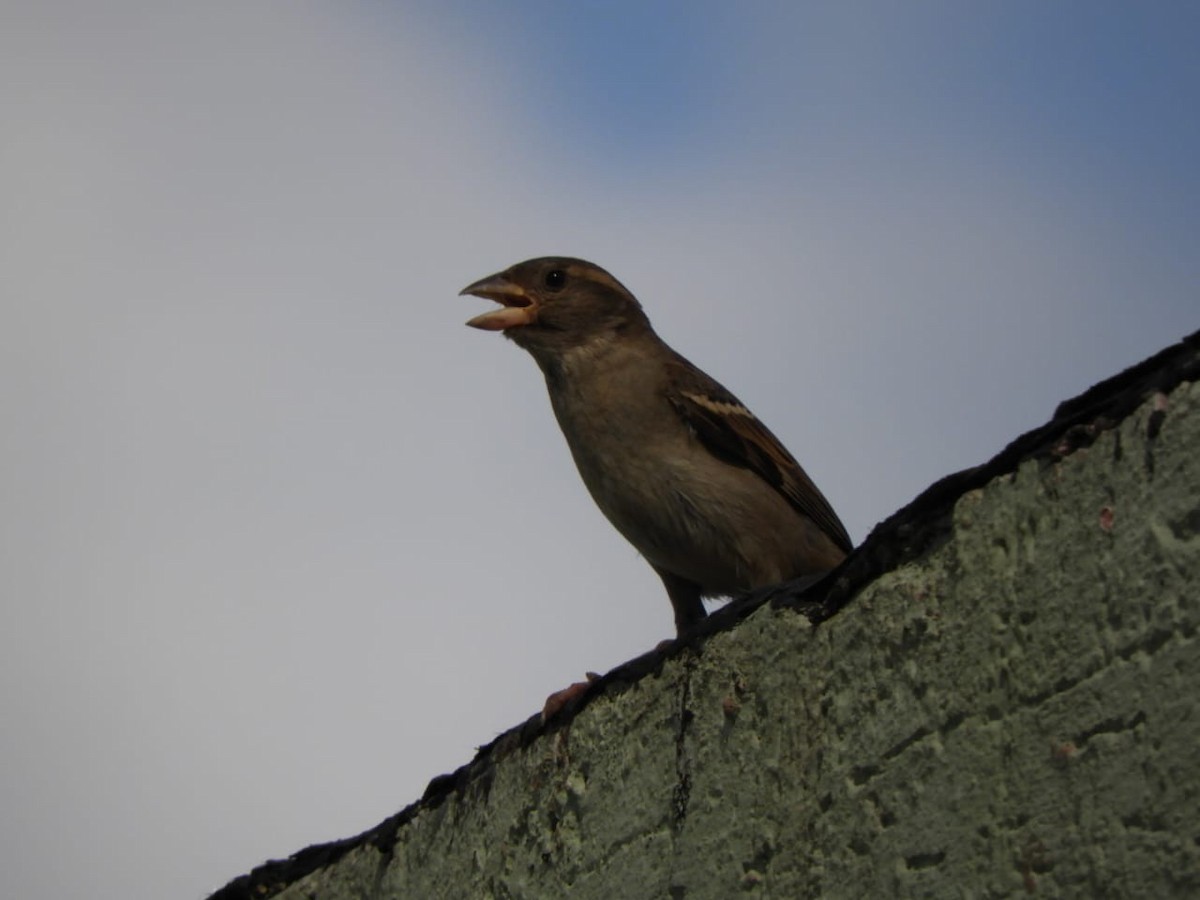 House Sparrow - ML646347340