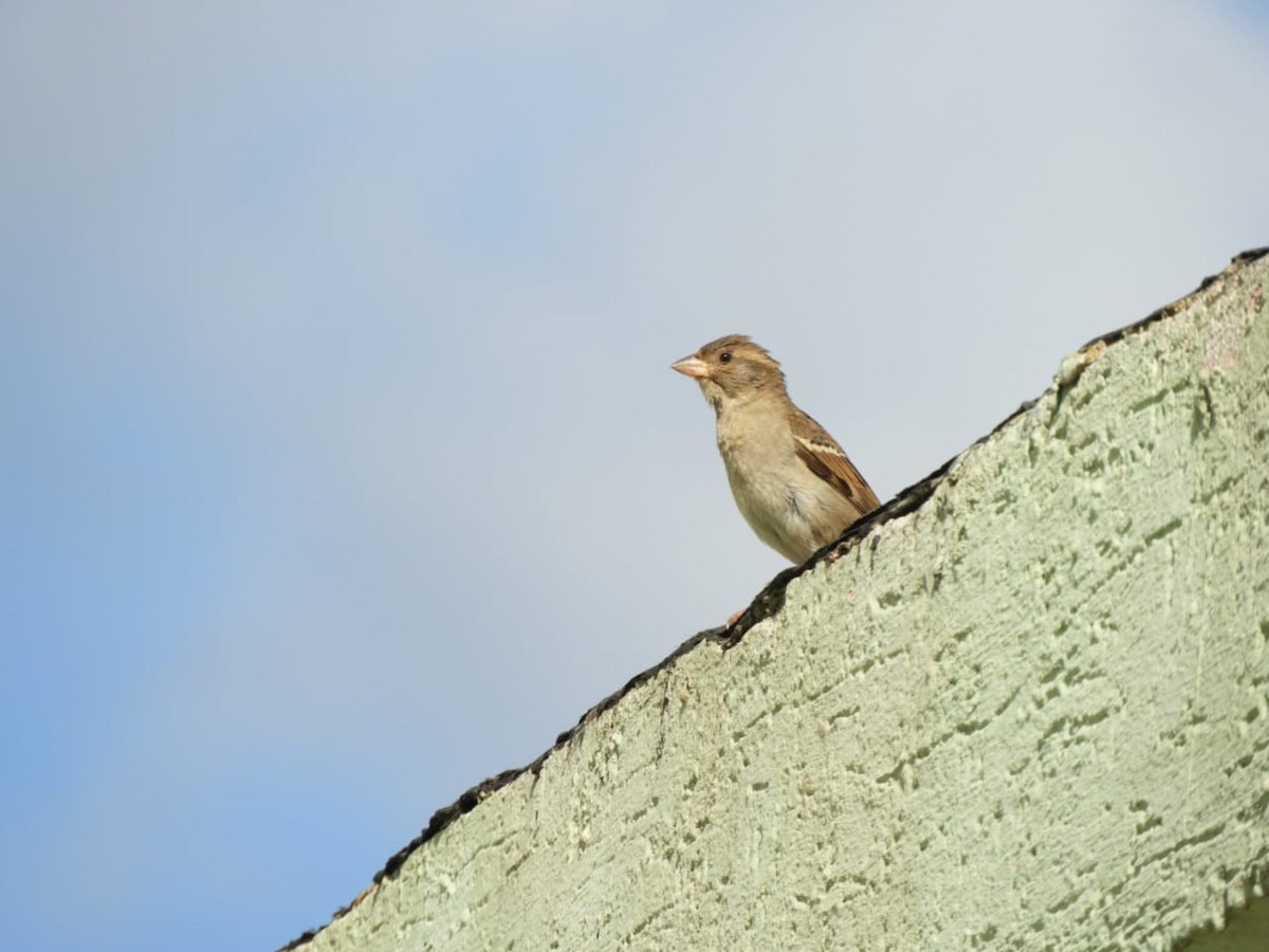 House Sparrow - ML646347341