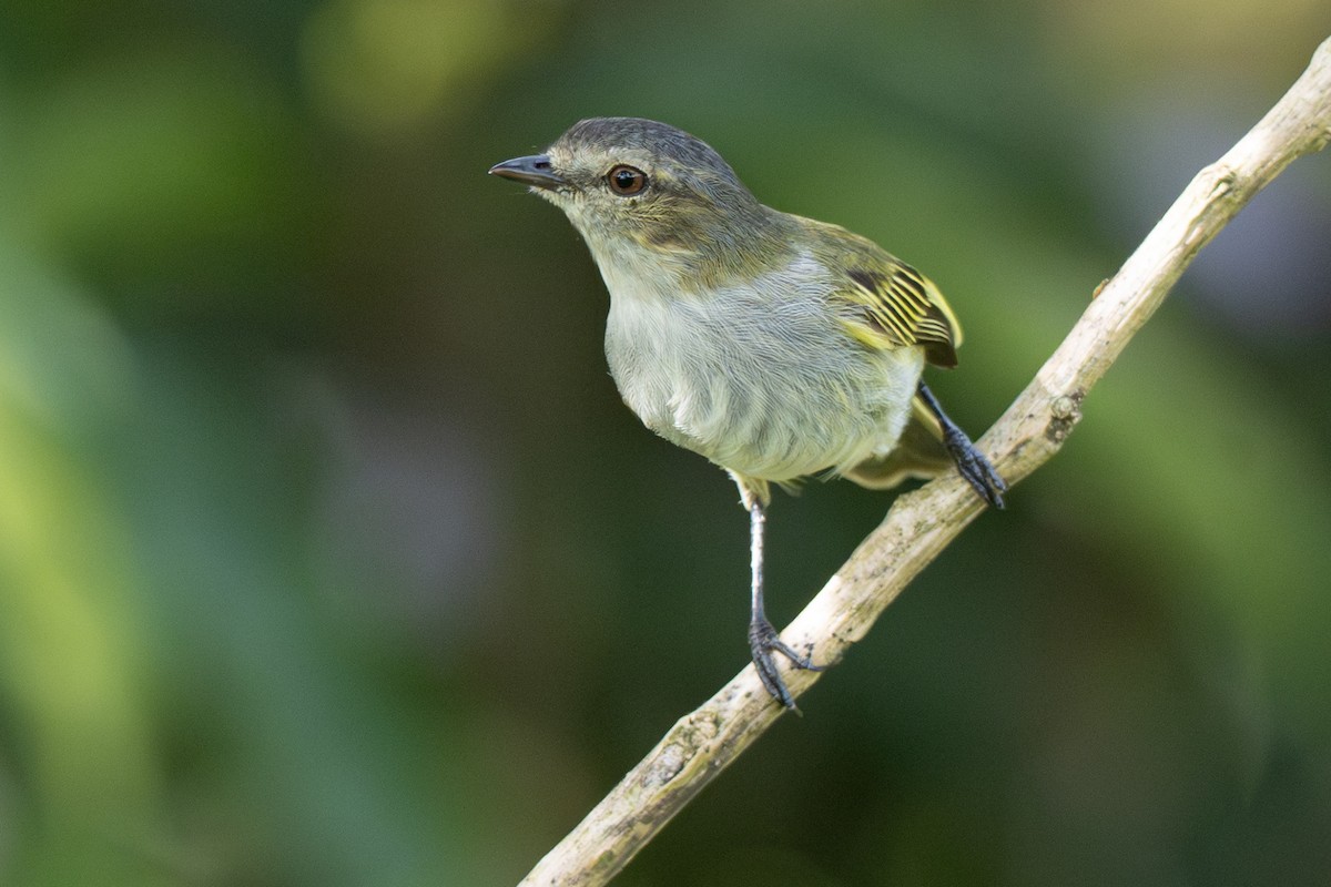 Mistletoe Tyrannulet - ML646347342