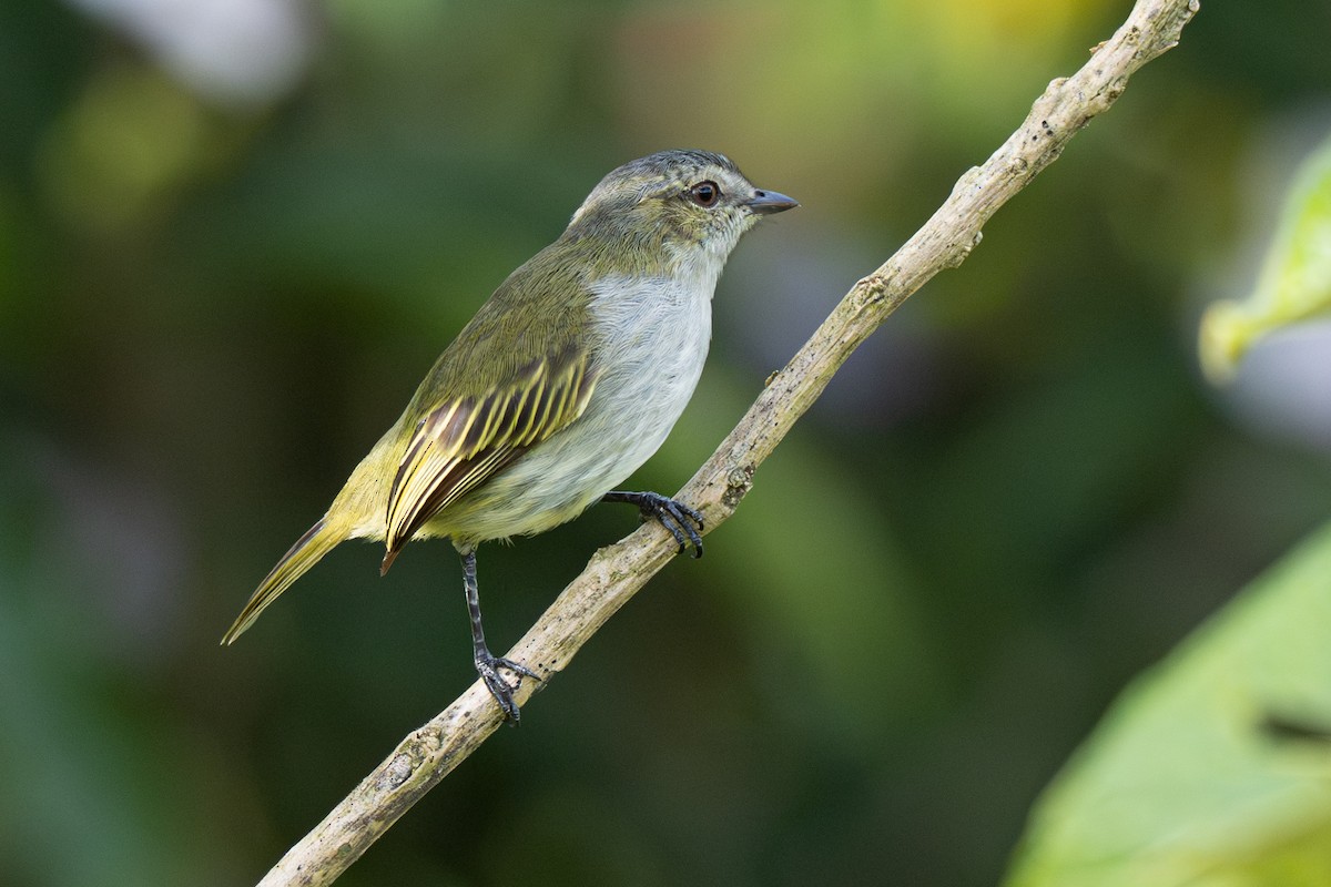Mistletoe Tyrannulet - ML646347343