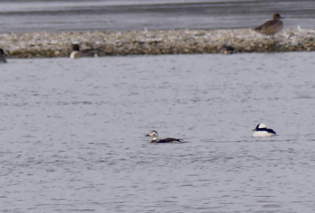 Long-tailed Duck - ML646347346