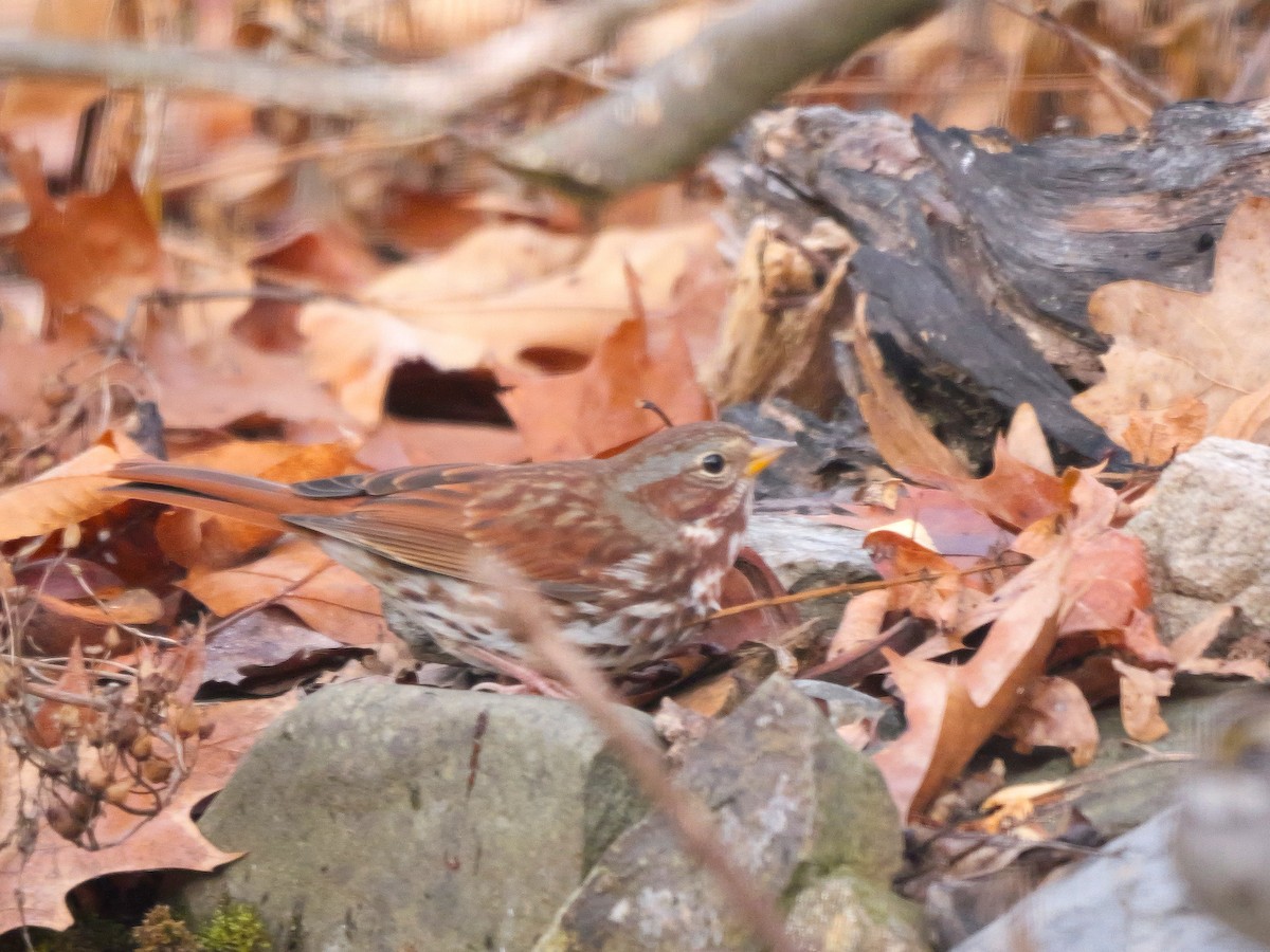 Fox Sparrow - ML646347347