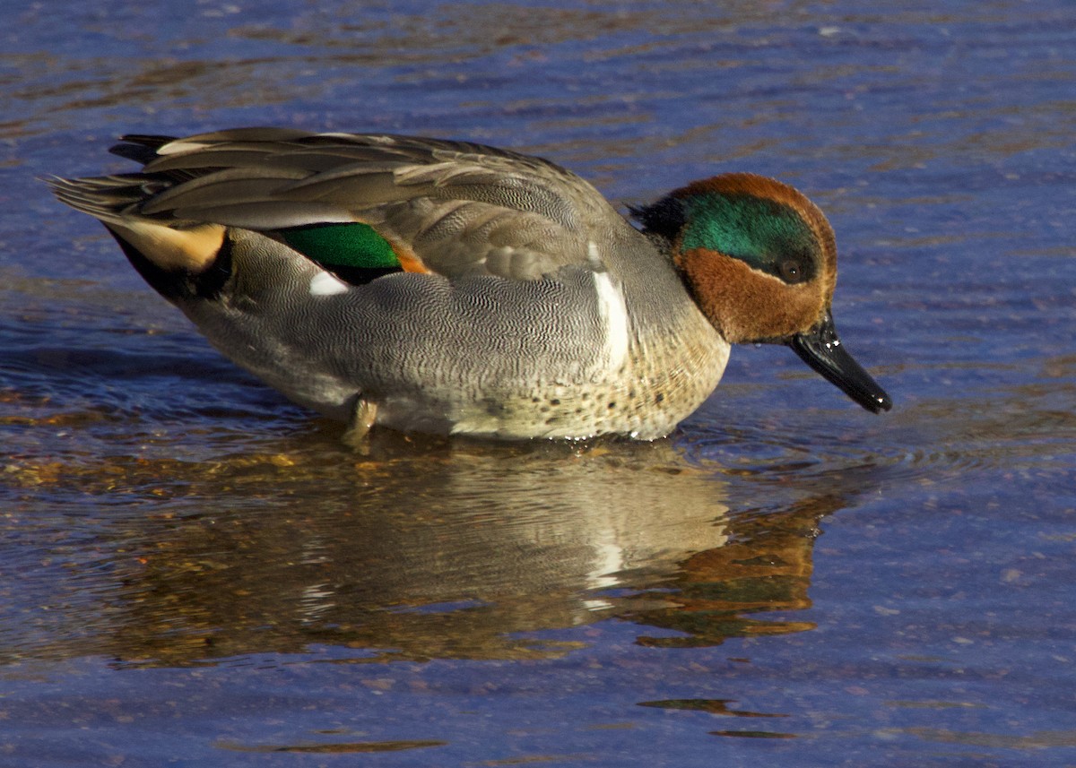 Green-winged Teal - ML646347348