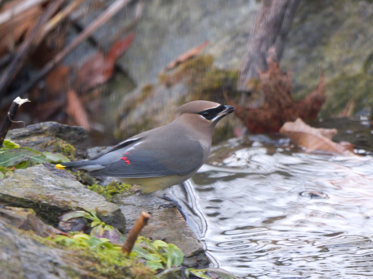 Cedar Waxwing - ML646347358