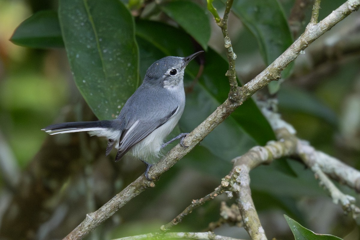White-browed Gnatcatcher - ML646347373