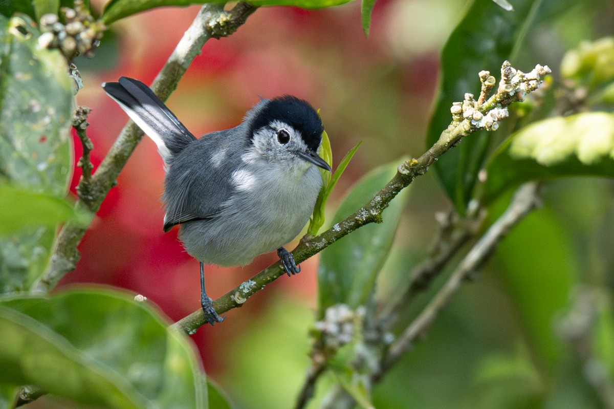 White-browed Gnatcatcher - ML646347374