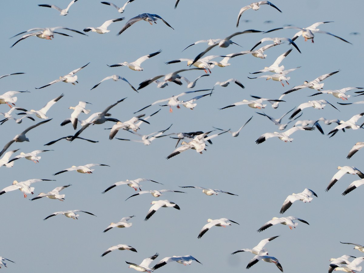 Snow Goose - ML646347377