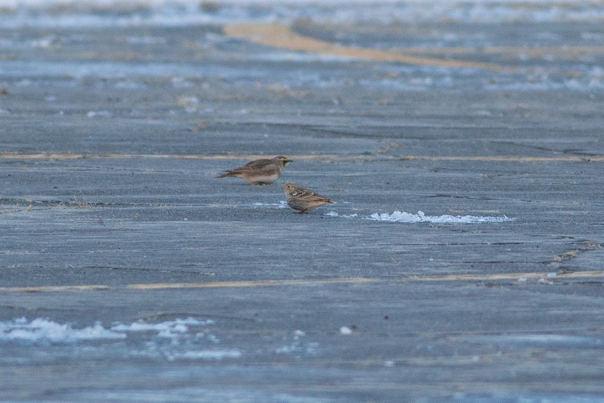 Chestnut-collared Longspur - ML646347378