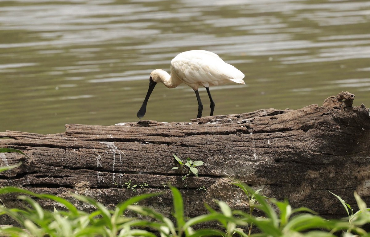 Royal Spoonbill - ML646347381