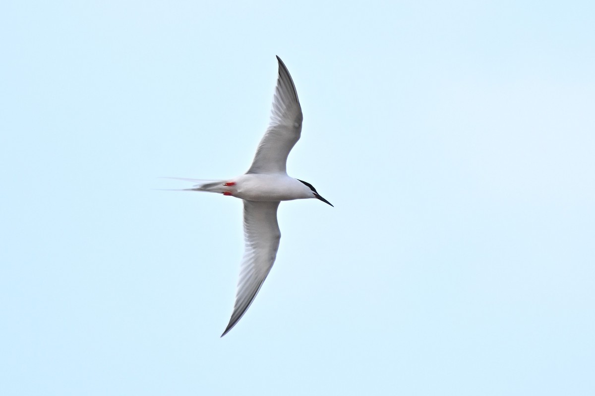 Roseate Tern - ML646347383
