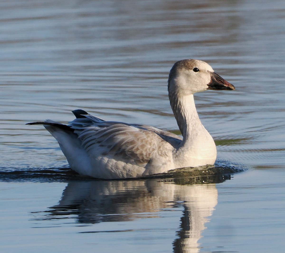 Snow Goose - ML646347384