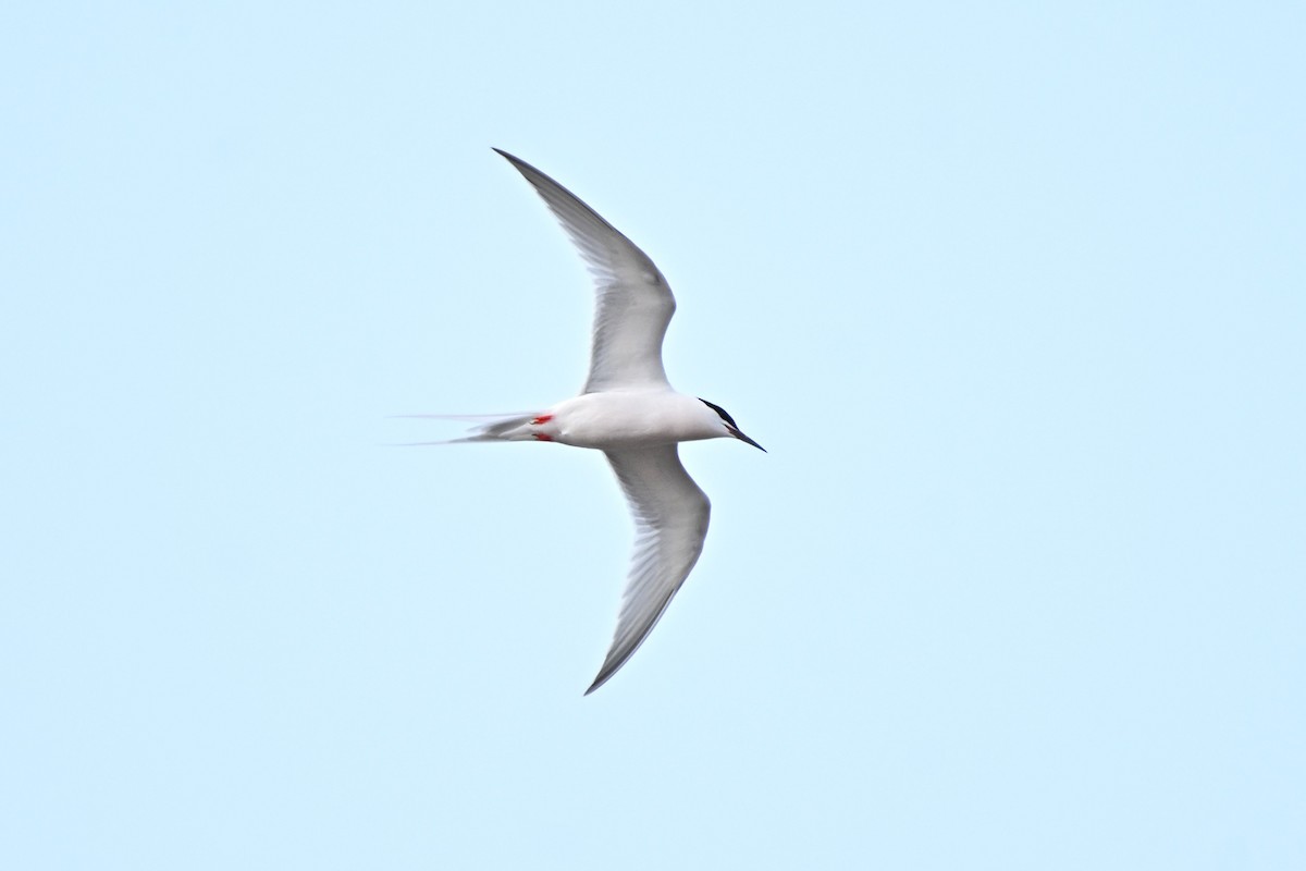 Roseate Tern - ML646347385