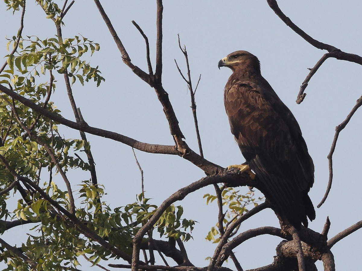 Águila Esteparia - ML646347394