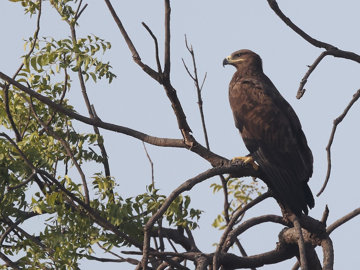 Águila Esteparia - ML646347395