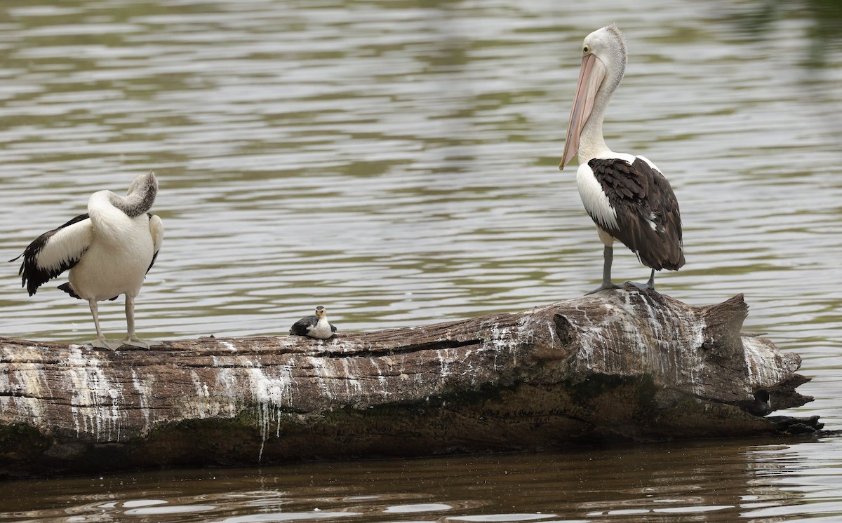 Australian Pelican - ML646347396