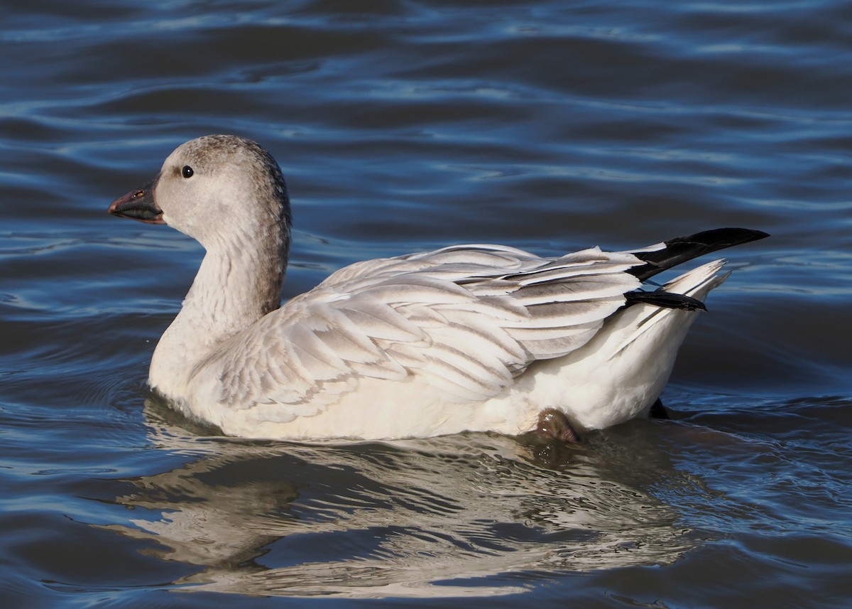 Snow Goose - ML646347398