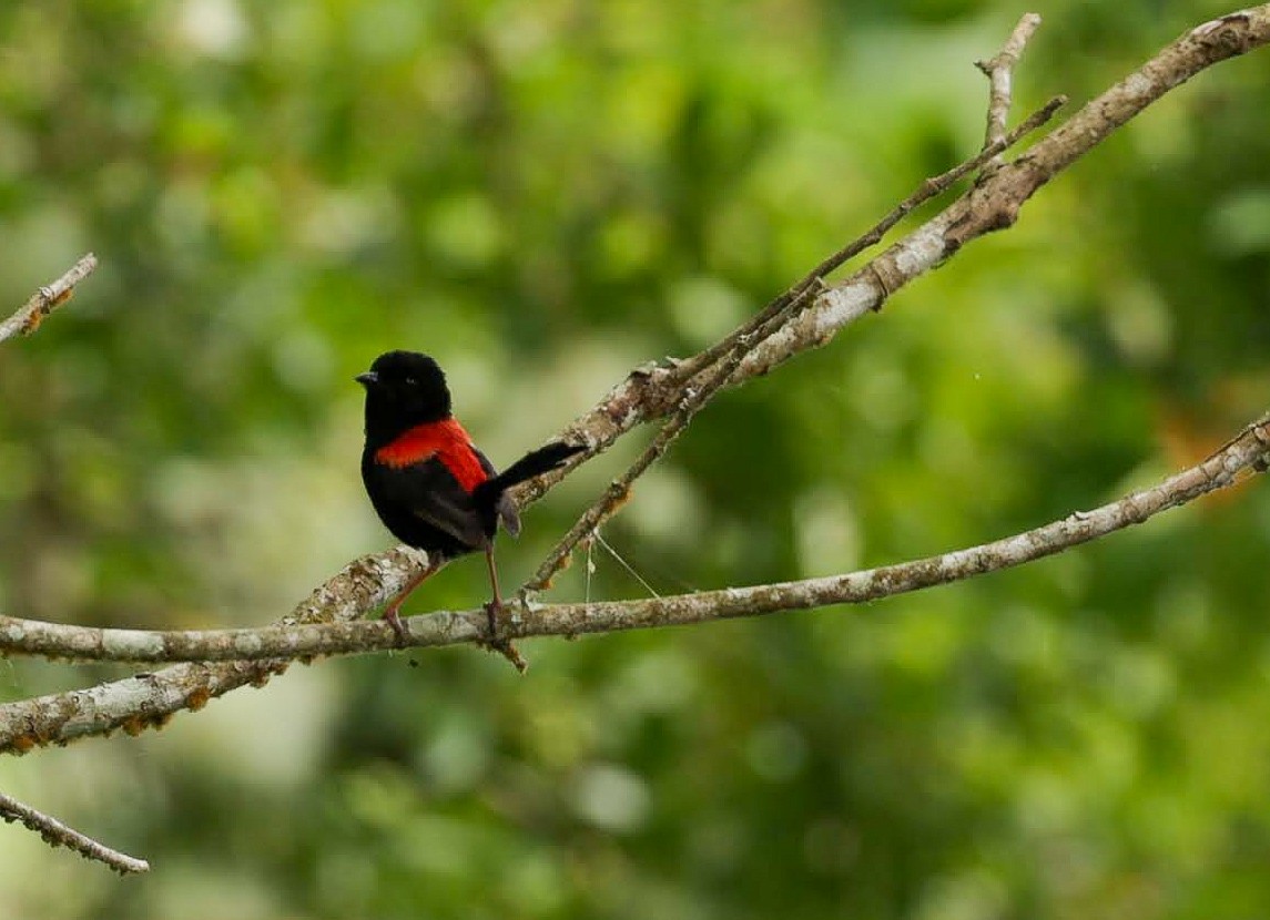 Red-backed Fairywren - ML646347399