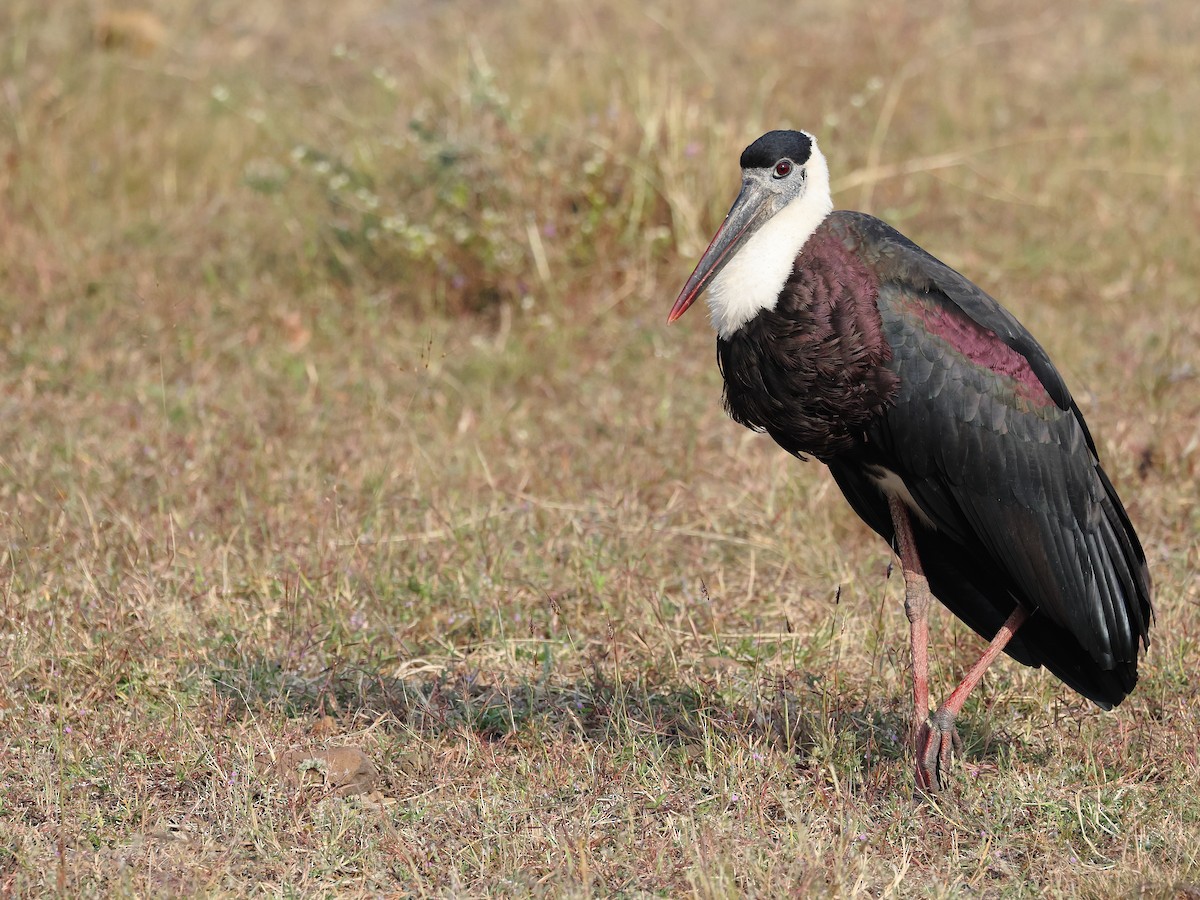 Asian Woolly-necked Stork - ML646347406