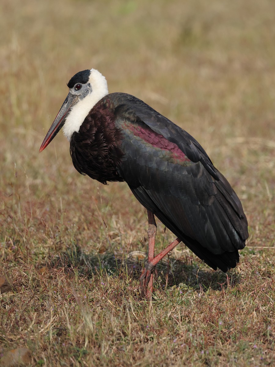 Asian Woolly-necked Stork - ML646347407